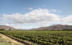 Rows of vines in mid-summer, new Roberton, Cape Winelands, Western Cape, South Africa.
