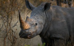 File: White rhinoceros or square-lipped rhinoceros or rhino. Roger de La Harpe/Biosphoto via AFP