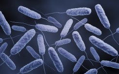 Computer illustration of Vibrio cholerae bacteria