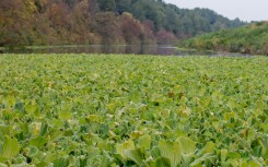 File: Water Lettuce (Pistia stratiotes) covering the water surface of a canal. Marie Aymerez/Biosphoto via AFP