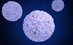 File: Illustration of foot and mouth disease virus (FMDV, pink and purple) particles. This highly contagious virus infects cattle, pigs, and sheep and many cloven-hoofed wildlife species. It causes painful lesions to appear in the mouth and feet which may lead to loss of appetite and lameness. 