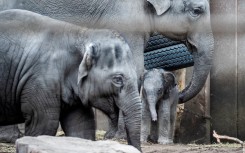 A newborn female elephant calf reacts next other Asian elephants. AFP/Ida Marie Odgaard/Ritzau Scanpix 