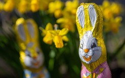File: Chocolate Easter bunnies stand in a garden between blooming daffodils in sunny weather.