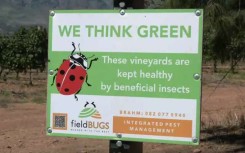 A wine farm is setting predator bugs on its bugs.