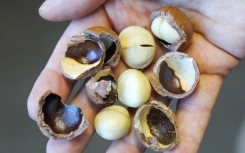 File: Macadamia nuts. AFP/Jan Woitas/dpa-Zentralbild