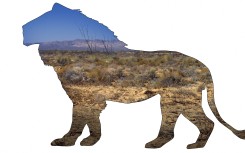 File: Artwork of a male African lion.