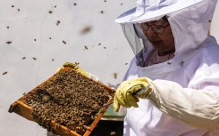 Urban beekeeper Sherry Liu cleans a frame from a bee hive box. AFP/Amber Wang