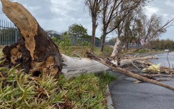 An uprooted tree in Stellenbosch. eNCA/Kevin Brandt