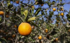 Oranges on a tree. Mahmoud Elkhwas/NurPhoto via AFP