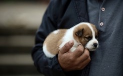 File: A man holds a puppy. AFP/Anselmo Cunha