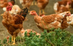 File: Chickens seen grazing. AFP/Gaizka Iroz