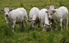 File: A herd of young bulls grazing in a farm field. Artur Widak/NurPhoto via AFP