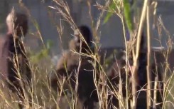 COGTA MEC Zolile Williams confirmed 13 initiate deaths during the winter initiation season.