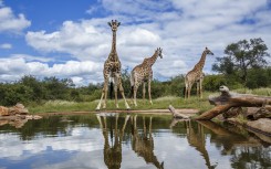Three Giraffes (Giraffa camelopardalis) along waterhole with reflection in Kruger National Park, South Africa.