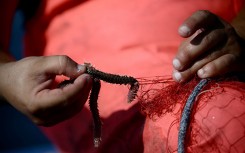 A fisherman pulls a bearded fireworm caught in his net. AFP/Filipo Monteforte