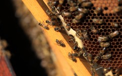 honey bees in their beehive at honey producer La Ruche des Puys in Saint Ours, Auvergne. AFP/Emmanuel Dunand.jpg