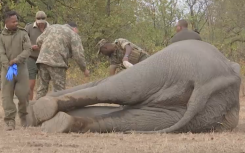 Kruger National Park Elephant