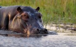 File: A hippopotamus in a river. Pierre Vernay/Biosphoto via AFP