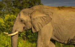 File: An elephant seen in the Kruger National Park. Frank Fell/robertharding via AFP