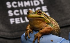 a biologist holding a green and golden bell frog, an endangered specie, at the research center of Macquarie University in Sydney. AFP/Saeed Khan
