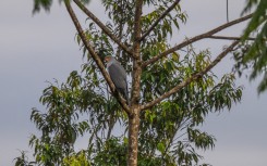 a New Britain Goshawk in Pomio, Papua New Guinea's East New Britain province. AFP/Tom Vierus/WWF-Pacific.jpg