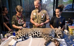 Veterinarian Thiago Luczinski (C) and his wife Pollyanna Motinha (L) stand next to Itapira, a young female jaguar that had its paws burned during recent fires in Pantanal. AFP/Evaristo Sa