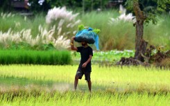 A farmer carries paddy saplings in a field in Nagaon District of Assam, India, on September 5, 2024.
