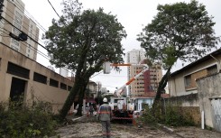 A power company employee cuts branches from a tree after heavy rains in Sao Paulo. AFP/Miguel Schincariol