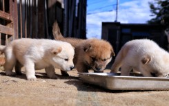 File: Puppies eating their food. Yosuke Hayasaka/The Yomiuri Shimbun via AFP
