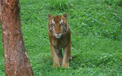 File: A Royal Bengal Tiger enjoying the sunlight in its enclosure. Nalam Kanaka/The Times of India via AFP