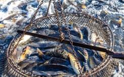 File: Fish wriggle in a landing net. Frank Hammerschmidt/dpa Picture-Alliance via AFP