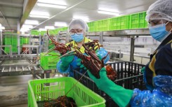Staff members check the appearance of rock lobsters. AFP/Xinhua/Ma Ping