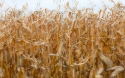 File: A field of corn. Flore Gastal/Hans Lucas via AFP