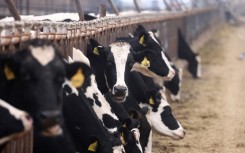 File: Cows eat their feed at a farm. AFP/David Swanson