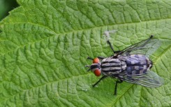 File: A housefly on a leaf. Creative Touch Imaging Ltd/NurPhoto via AFP