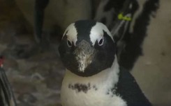 African penguin