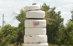 The people of Fisantekraal in the Western Cape are calling on authorities to remove two Pit Bulls from a nearby farm and to take action against their owner.