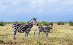 File: Plains zebra in the Kruger National Park. Patrice Correia/Biosphoto via AFP