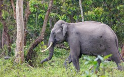 File: Asian Elephant moving around the park in search of food. Sylvain Cordier/Biosphoto via AFP