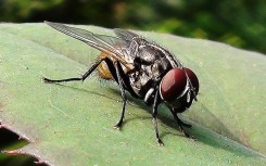 A common house fly sitting on a rose leaf.
