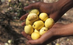 Marula offers four times the Vitamin C than oranges. GettyImages/Jouan/Rius