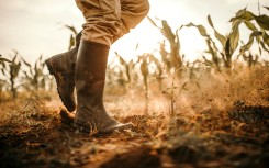 File: A worker walking around on a farm. GettyImages/eclipse_images