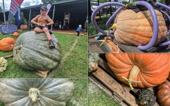 Goliat van Gat-pampoenfees 