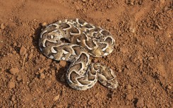 File: A puff adder. Ann and Steve Toon/robertharding via AFP