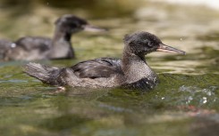 Chicks of the critically endangered Brazilian merganser swim on a pond at the Zoo in Prague. AFP/Milan Kammermayer