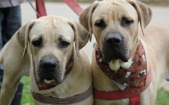 Oudtshoorn Dogs in Need