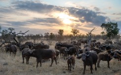 File: A herd of buffalo in Kruger National Park. Xavier Duvot/Hans Lucas via AFP