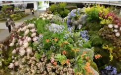 SA wins gold medal at Chelsea Flower Show