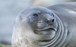 File: An elephant seal. Getty Images/ Danita Delimont