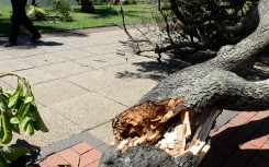 File: A fallen tree after a severe storm. Gallo Images/Netwerk24/Deaan Vivier